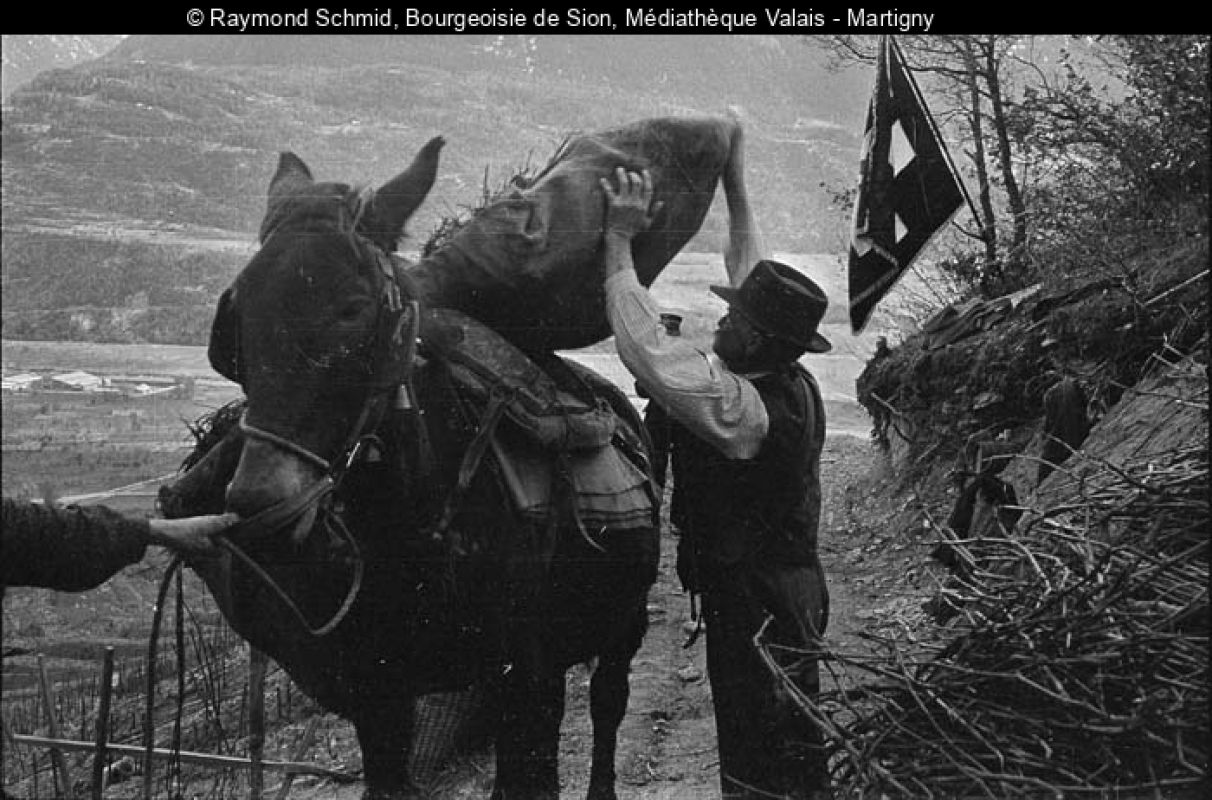 Photo en noir-blanc d'un homme chargeant un mulet