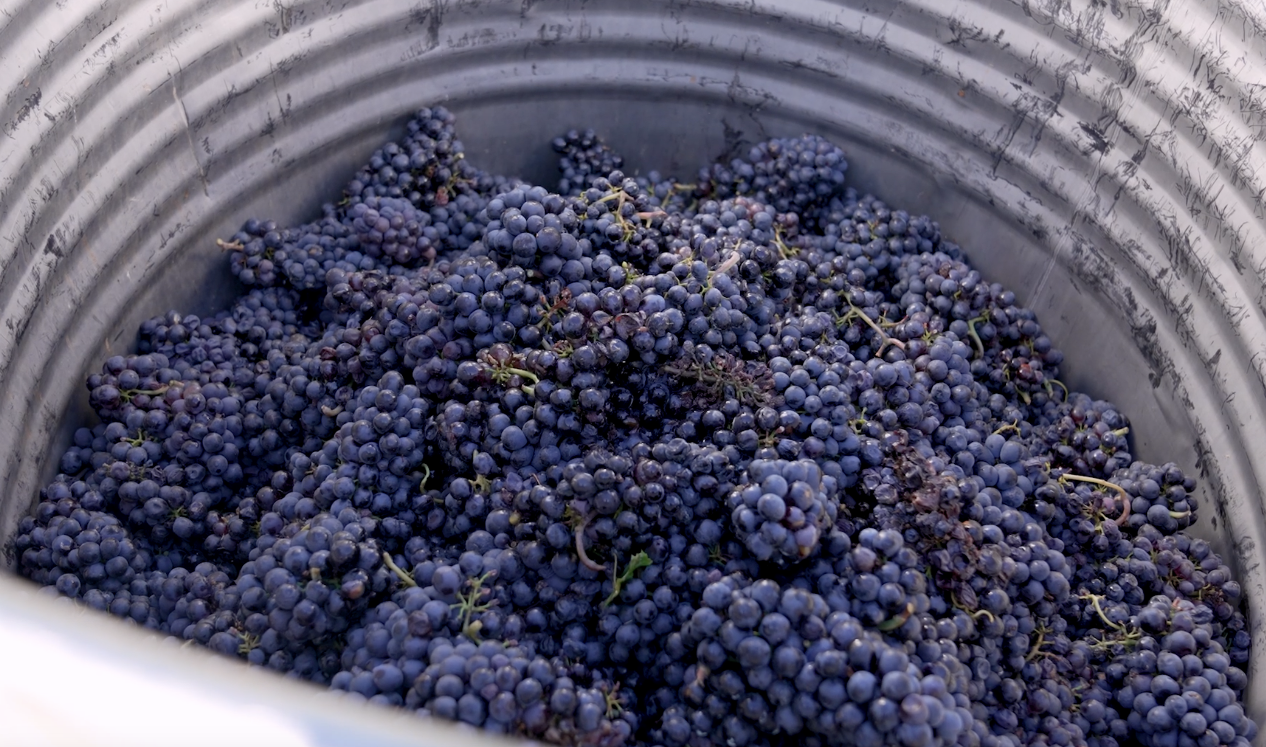 Des raisins vendangés