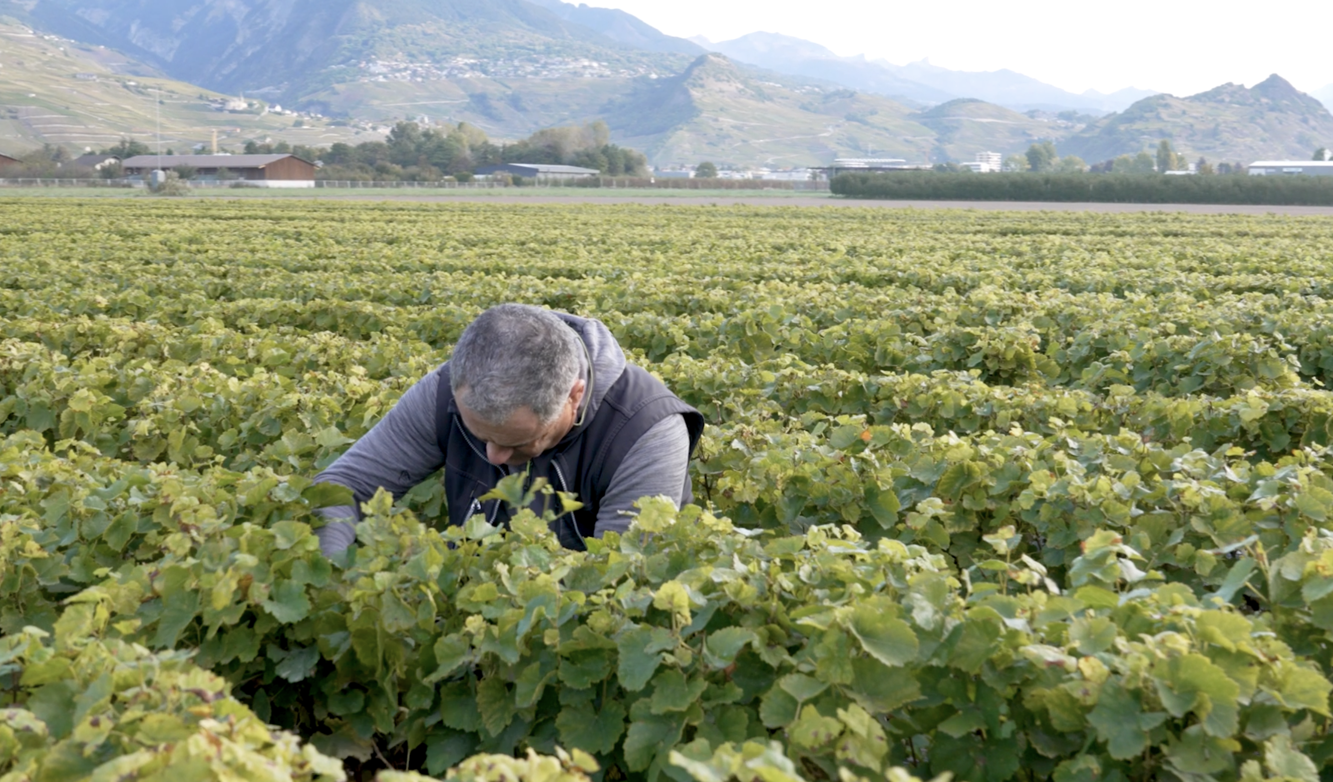 vigneron dans la vigne
