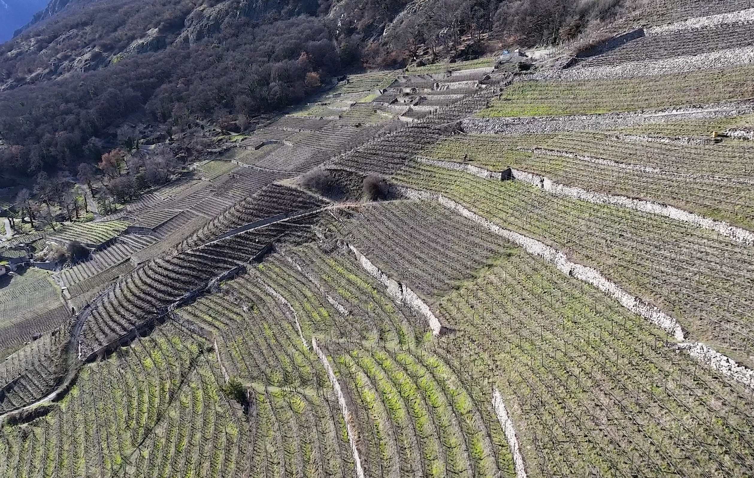 vignes en terrasses