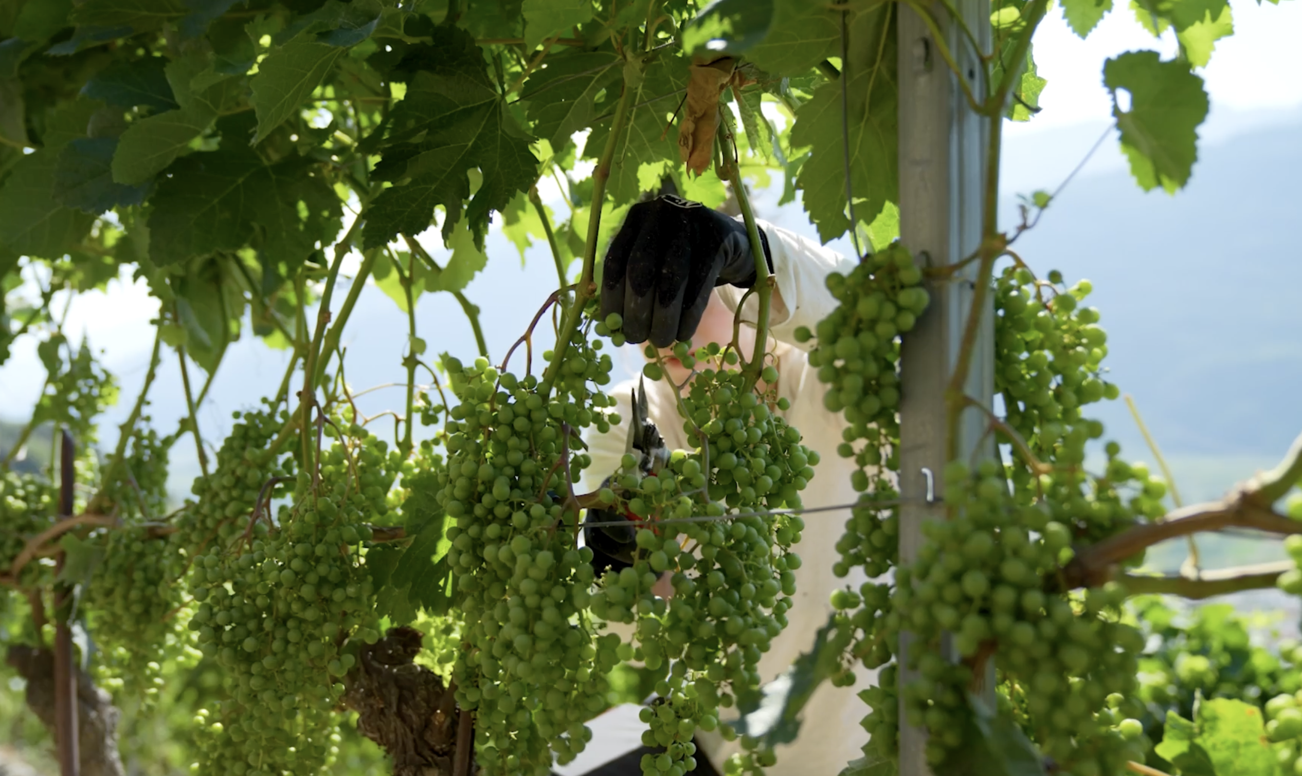 Quelqu'un travaille la vigne au milieu des grappes de raisins bien vertes