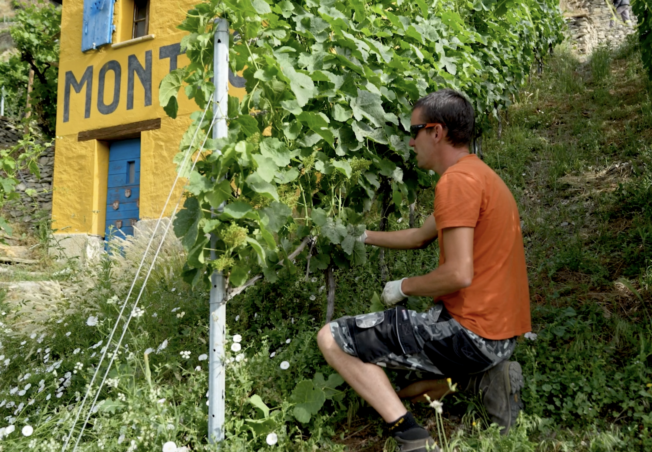 Le viticulteur Bruno Luyet travaille la vigne dans le domaine du Mont d'Or