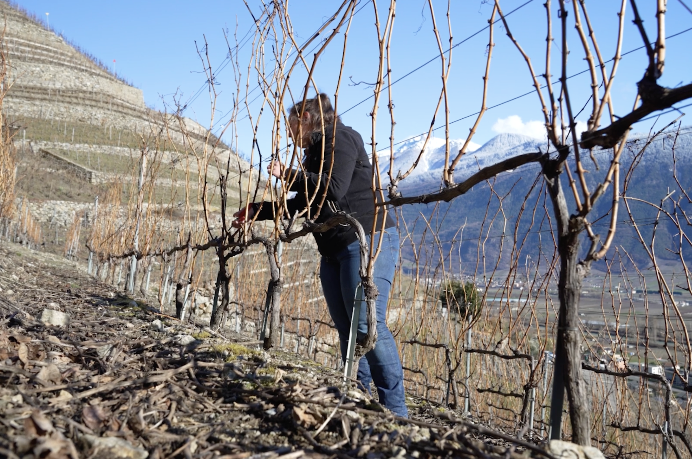 Une jeune viticultrice travaille la vigne en Valais