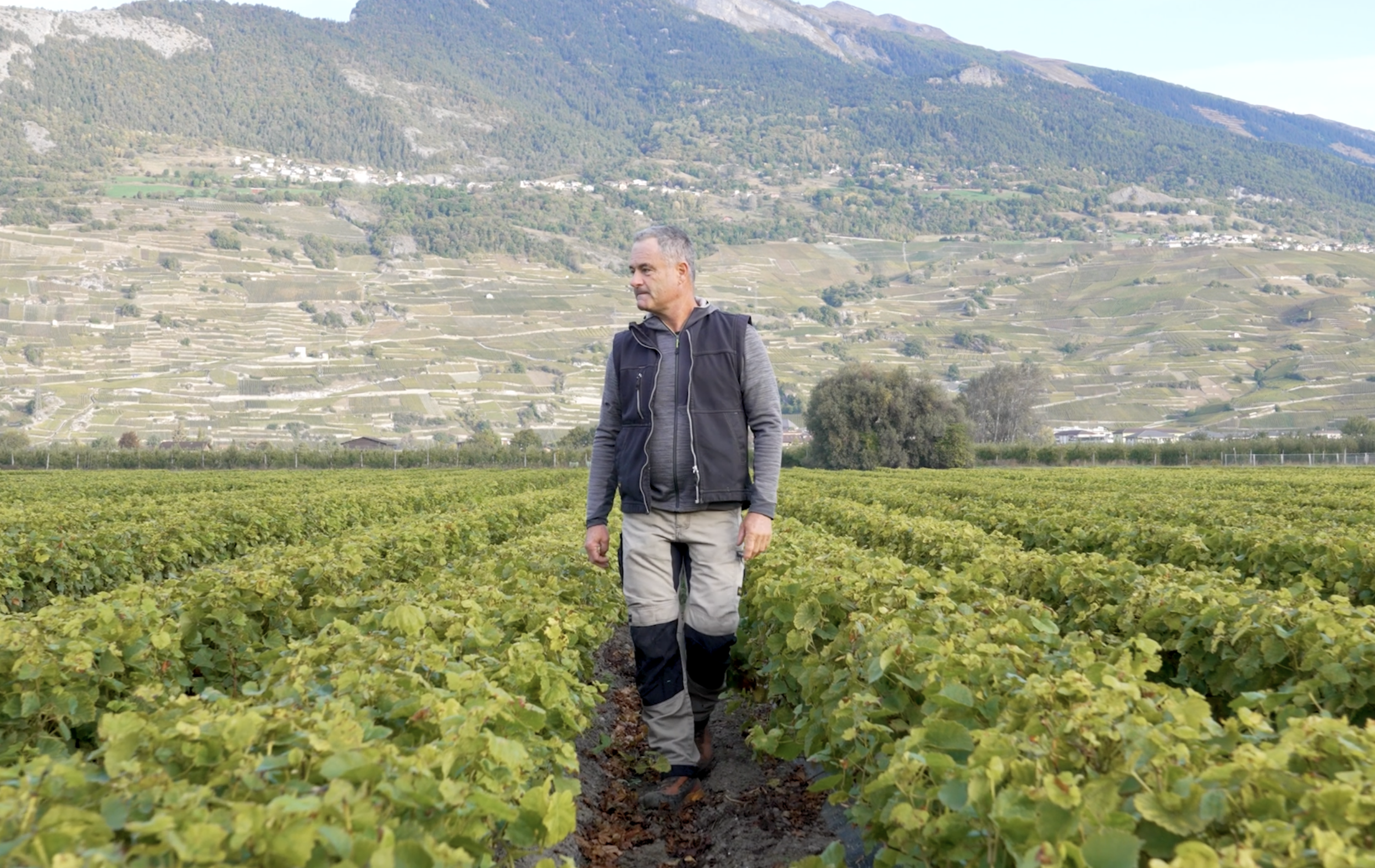 Eric Germanier, pépiniériste dans sa pépinière viticole
