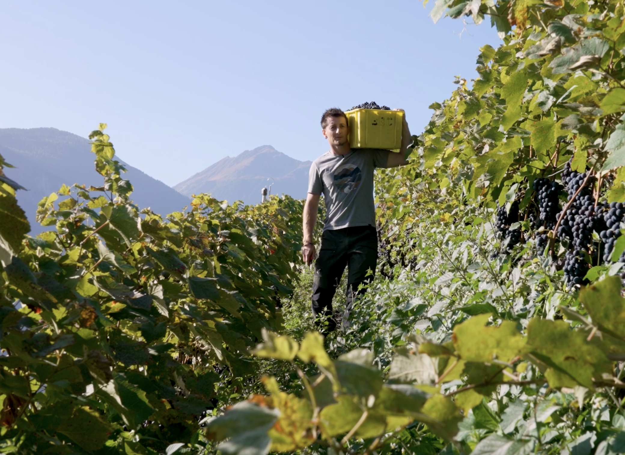 Une jeune vigneron porte une caisse de vendange