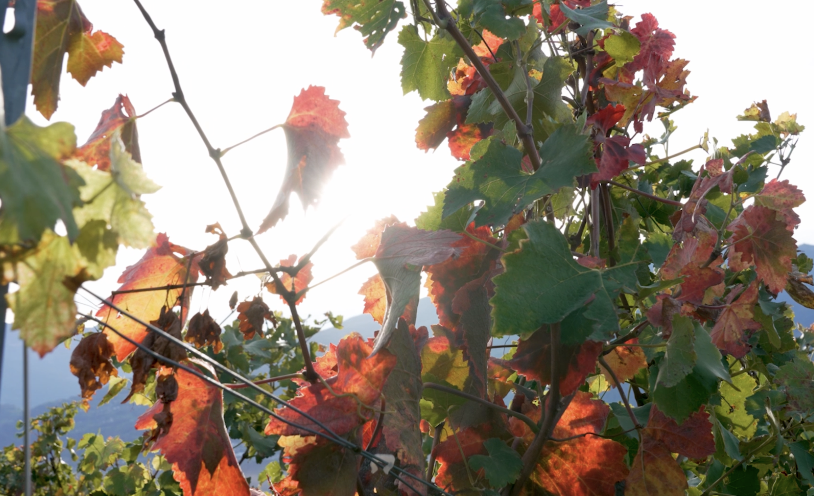 feuilles de vigne en automne