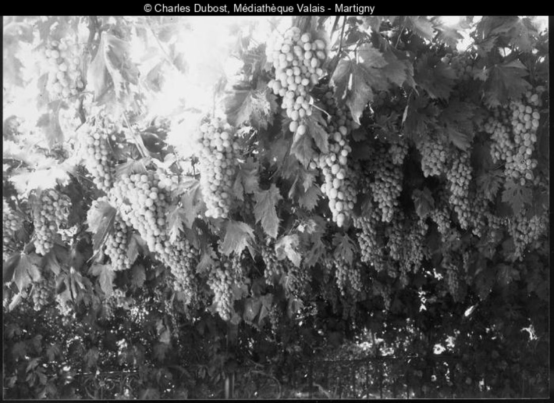 Photo en noir-blanc de vignes en Valais avec de grosses grappes de raisins